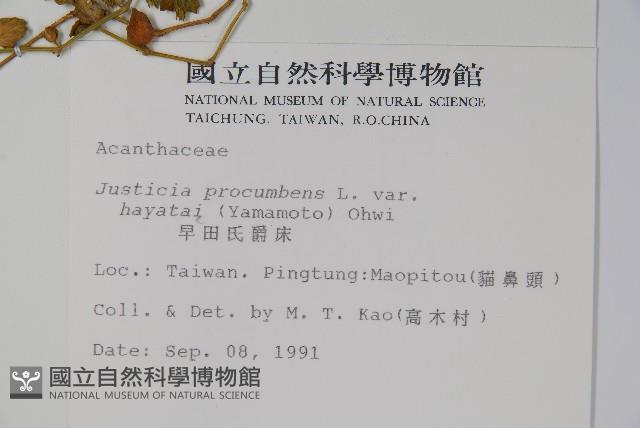 早田氏爵床藏品圖，第2張