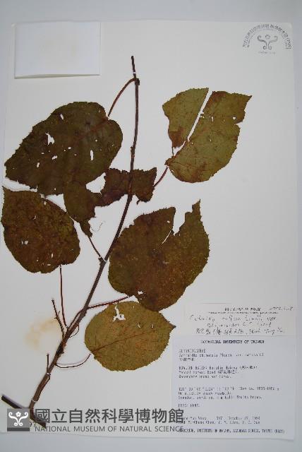 駝齒獼猴桃藏品圖，第1張