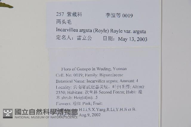 毛子草藏品圖，第2張