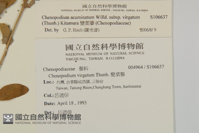變葉藜藏品圖，第2張