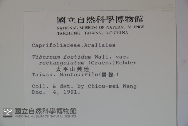 狹葉莢迷藏品圖，第2張