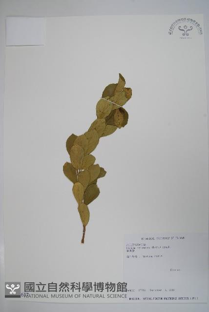 武靴藤藏品圖，第1張