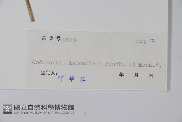 羊乳、四葉參藏品圖，第2張