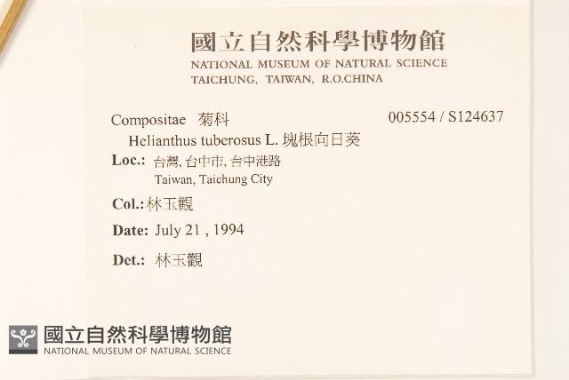 塊根向日葵藏品圖，第2張