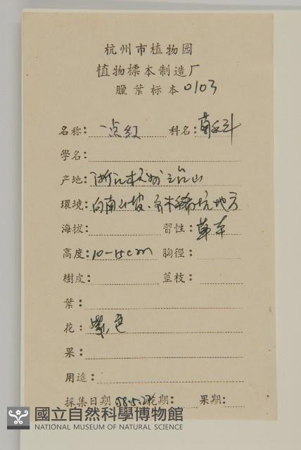 紫背草藏品圖，第2張