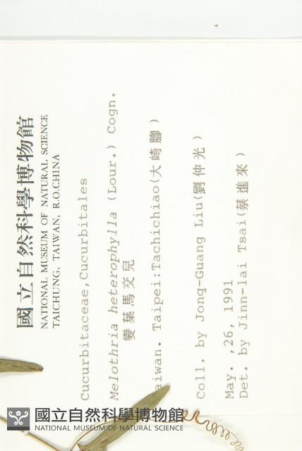 變葉馬交兒藏品圖，第2張