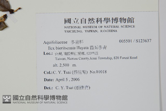 苗栗冬青藏品圖，第2張