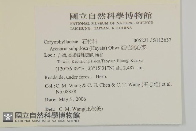 亞毛無心菜藏品圖，第2張