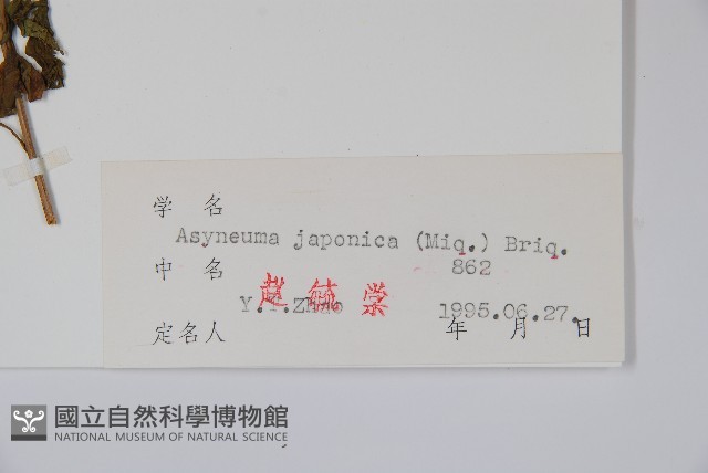 牧根草藏品圖，第2張