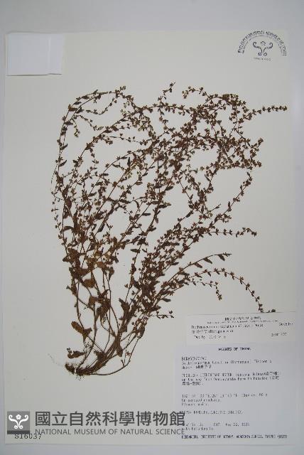 細纍子草藏品圖，第1張