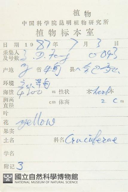 中甸葶藶藏品圖，第2張