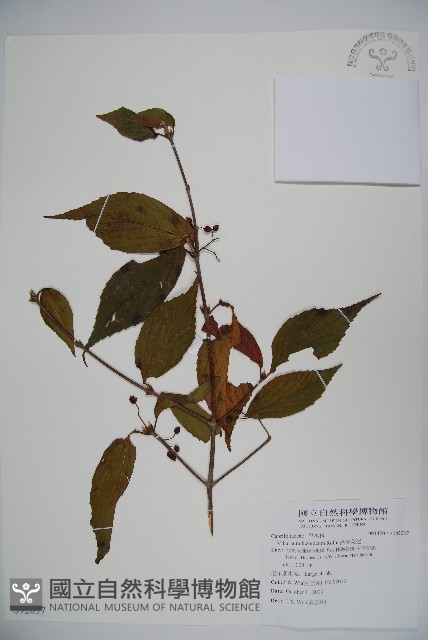 呂宋莢迷藏品圖，第1張