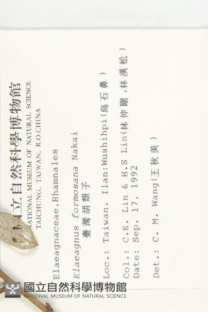 Formosan Elaeagnus Collection Image, Figure 2, Total 2 Figures