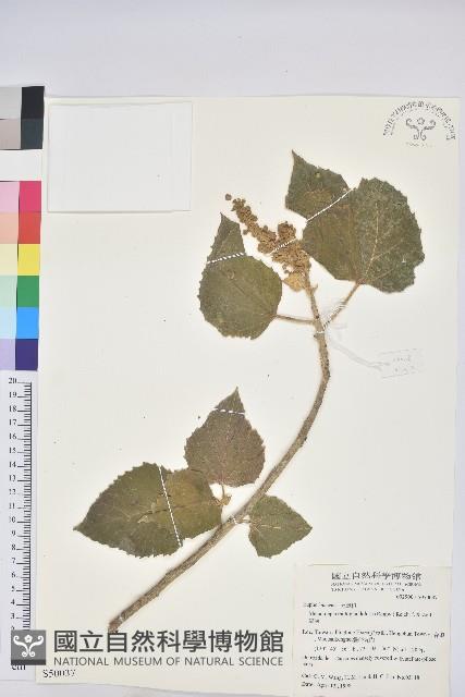 蟲屎藏品圖，第1張