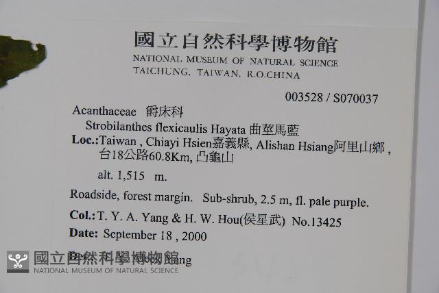 曲莖馬藍藏品圖，第2張