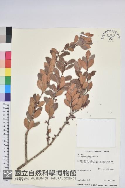 凹葉越橘藏品圖，第1張