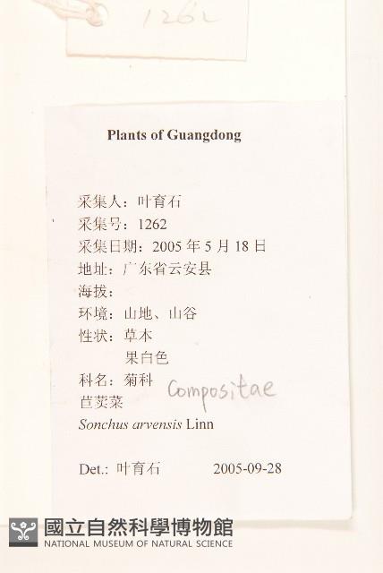 苦苣菜藏品圖，第2張