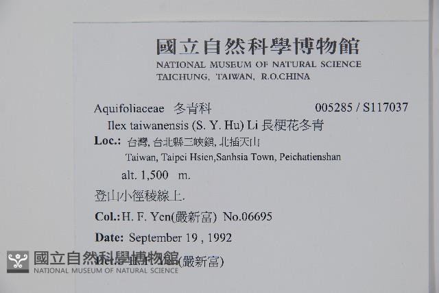 長梗花冬青藏品圖，第2張