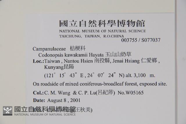 玉山山奶草藏品圖，第2張