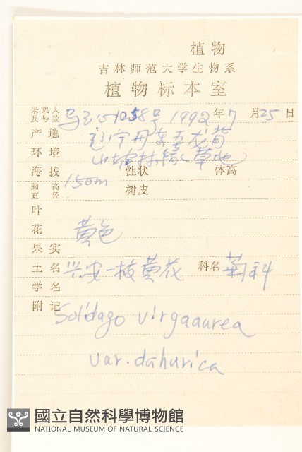 興安一枝黃花藏品圖，第2張