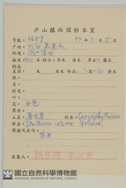 雀舌草藏品圖，第2張