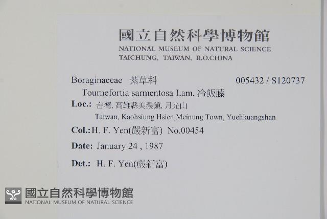 冷飯藤藏品圖，第2張