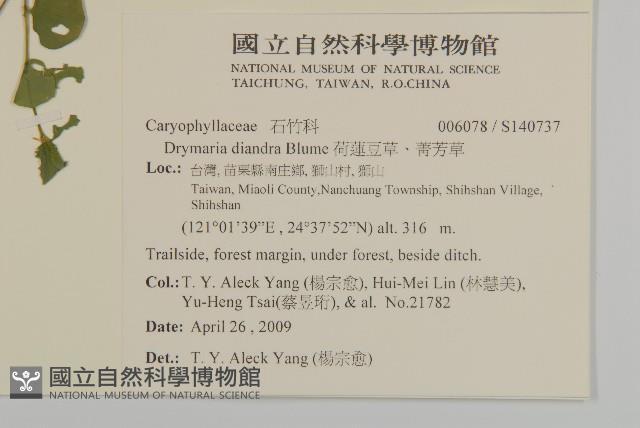 荷蓮豆草、菁芳草藏品圖，第2張