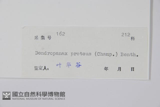 變葉樹參藏品圖，第2張