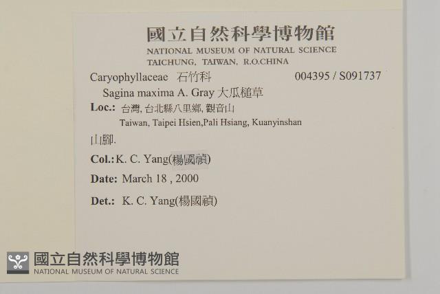 大瓜槌草藏品圖，第2張