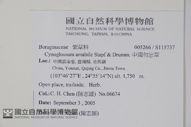 中國勿忘草藏品圖，第2張