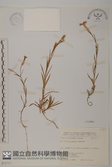 玉山石竹藏品圖，第1張