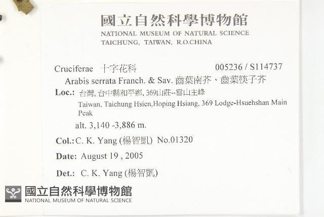 齒葉南芥、齒葉筷子芥藏品圖，第2張