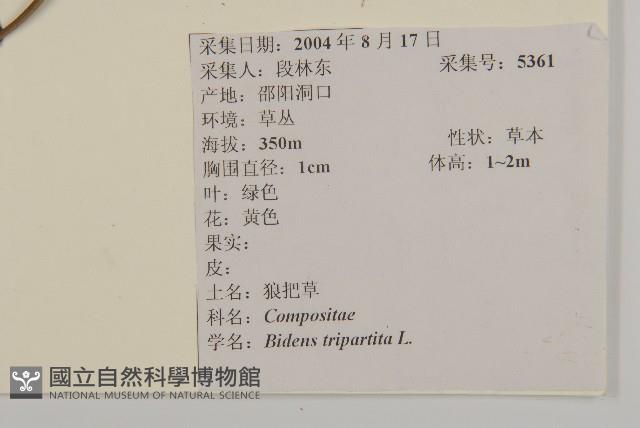 狼把草藏品圖，第2張