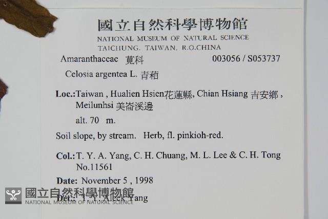 青葙藏品圖，第2張