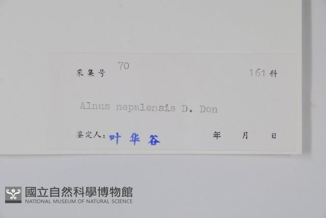 尼泊爾赤楊藏品圖，第2張