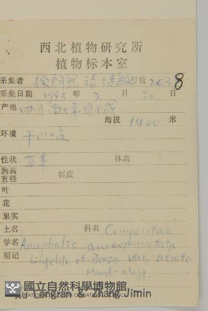 鱗黃腺香青藏品圖，第2張