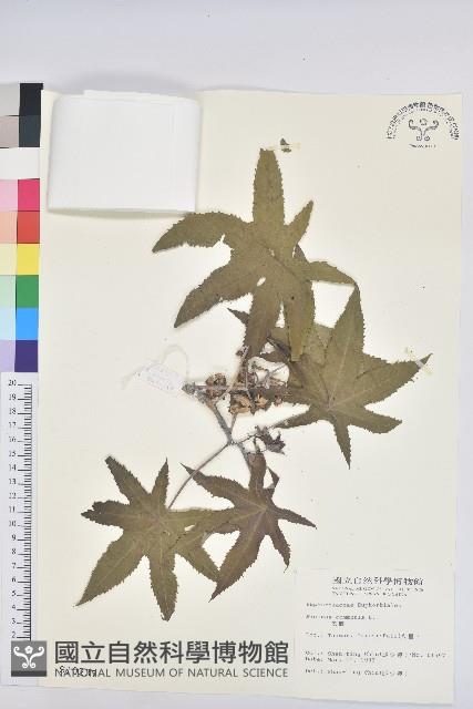 蓖麻藏品圖，第1張