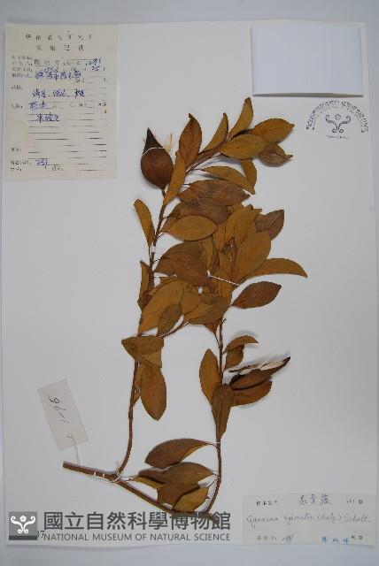 武靴藤藏品圖，第1張