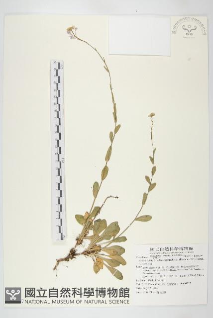 玉山筷子芥藏品圖，第1張