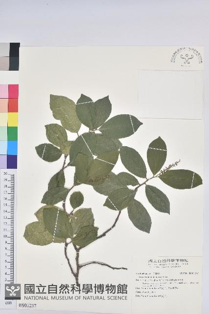 Oldham Solopia Collection Image