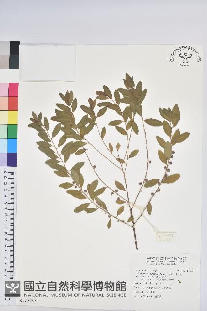 白飯樹藏品圖，第1張