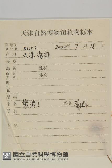 紫菀藏品圖，第2張