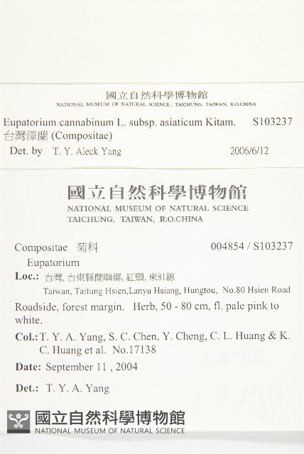 台灣澤蘭藏品圖，第2張
