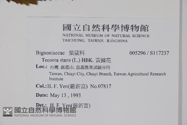 黃鐘花藏品圖，第2張