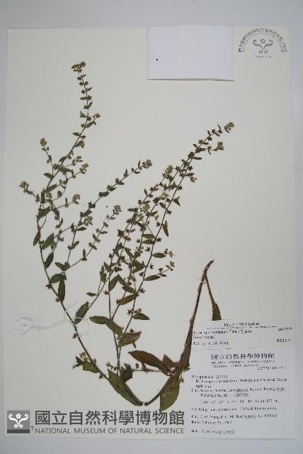 盾果草藏品圖，第1張