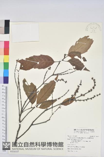 臺灣苦櫧藏品圖，第1張