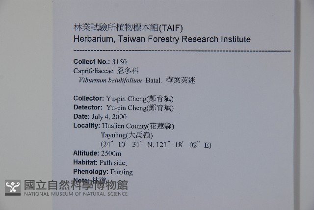 樺葉莢迷、玉山莢迷藏品圖，第2張