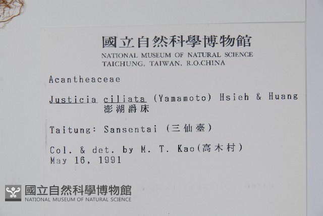澎湖爵床藏品圖，第2張