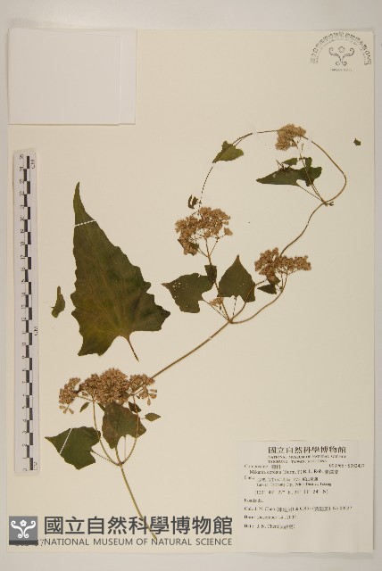 蔓澤蘭藏品圖，第1張