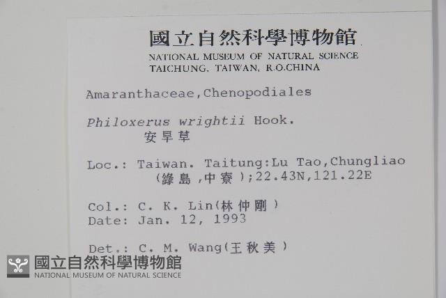 安旱草藏品圖，第2張